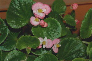  Cómo crecer la begonia