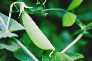  Cómo cultivar guisantes en campo abierto.