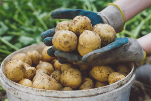  Cómo cultivar una buena cosecha de papas.