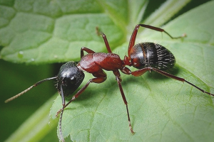  Cómo lidiar con las hormigas en el jardín.