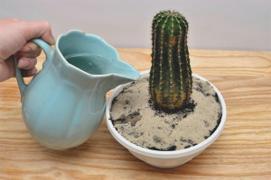  Cómo regar un cactus