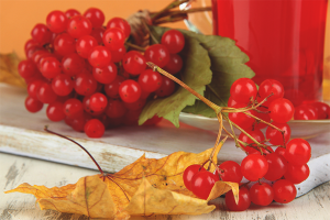  Cómo cocinar viburnum para el invierno.