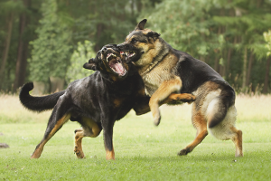  Bagaimana untuk memisahkan anjing berjuang