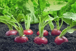  Cómo plantar rábanos en campo abierto.