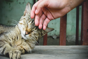  Cara membuat penyayang kucing