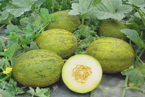  Cómo cultivar melones en campo abierto.