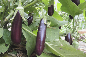  Cómo cultivar berenjenas en campo abierto.