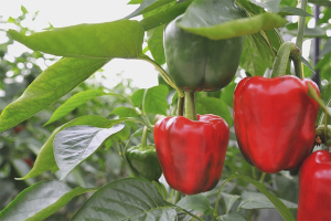  Cómo cultivar pimiento