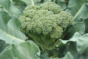  Cómo cultivar brócoli en el jardín.