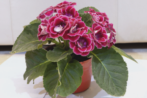  Cómo cultivar gloxinia a partir de semillas.