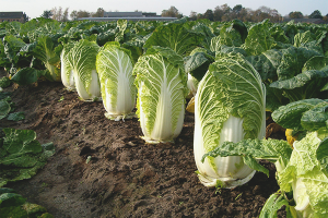  Cómo cultivar repollo chino en el jardín.