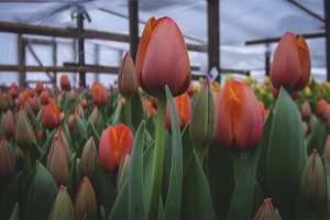  Cómo cultivar tulipanes en invernadero.