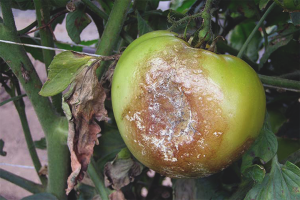  Cómo proteger los tomates de phytophthora