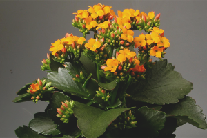  Cómo hacer florecer Kalanchoe