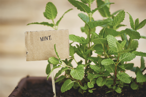  Cómo cultivar menta en el alféizar de la ventana.