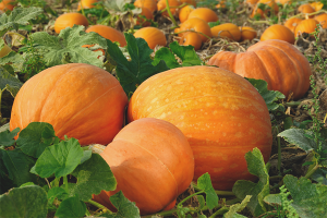  Cómo cultivar calabaza en campo abierto.