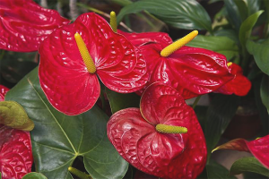  ¿Por qué no florece el anthurium?