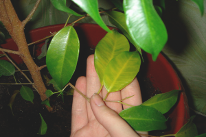  ¿Por qué los ficus se vuelven amarillos y caen las hojas?