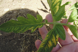  ¿Por qué los tomates se vuelven amarillos y secos?