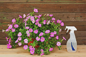  Cómo alimentar a la petunia para una floración abundante.