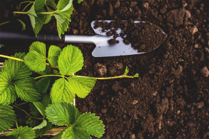  Cómo preparar el terreno para plantar fresas.