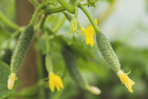  ¿Por qué los ovarios de pepino amarillo?