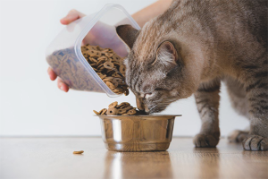  Apa yang boleh memberi makan kucing dengan urolithiasis