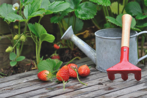  Cómo alimentar fresas en otoño.