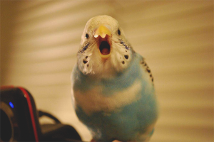  Cómo enseñar a hablar loro ondulado.