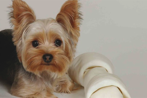  Cómo cuidar a un Yorkshire Terrier