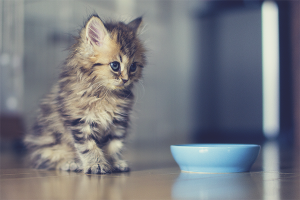  Apa yang perlu memberi makan anak kucing