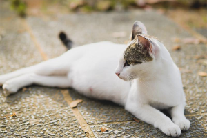  Bagaimana untuk memahami bahawa kucing mengandung?