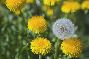  Manfaat dan kemudaratan dandelions