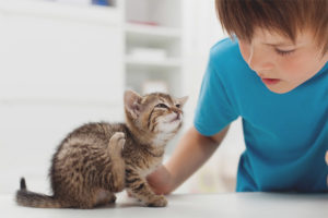  Bagaimana untuk mendapatkan seekor kutu dari anak kucing