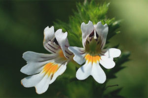  Propiedades medicinales y contraindicaciones de eyebright.