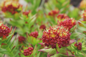  Propiedades medicinales y contraindicaciones de Rhodiola Rosea.