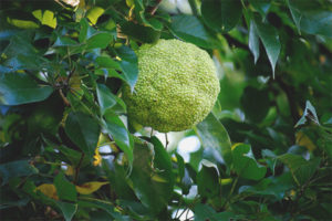  Propiedades medicinales y uso de adam apple.