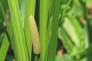  Propiedades medicinales y contraindicaciones de calamus calamus.