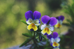  Propiedades medicinales y contraindicaciones del violeta tricolor.