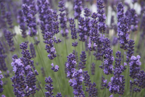  Propiedades medicinales y contraindicaciones de la lavanda.