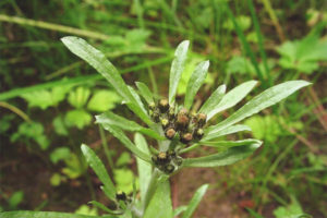  Propiedades medicinales y contraindicaciones de la larva de pantano.