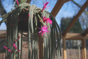  Cultivo y cuidado del aporocactus.