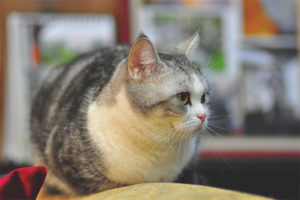  Kucing shorthair Amerika