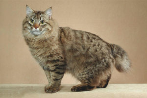  Bobtail Americano