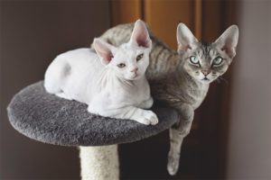  Devon Rex