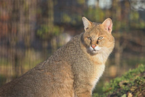  Gato de caña