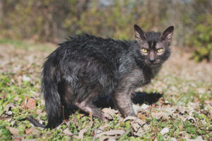  Cara (gato-hombre lobo)