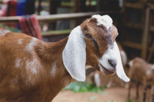  Baka kambing Nubian