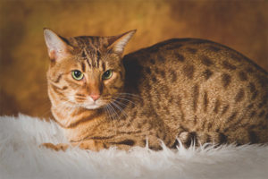  Ocicat