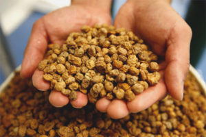  Los beneficios y perjuicios de los cacahuetes de chufa.